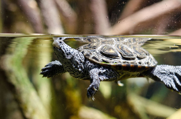 How to prevent algae in turtle tank