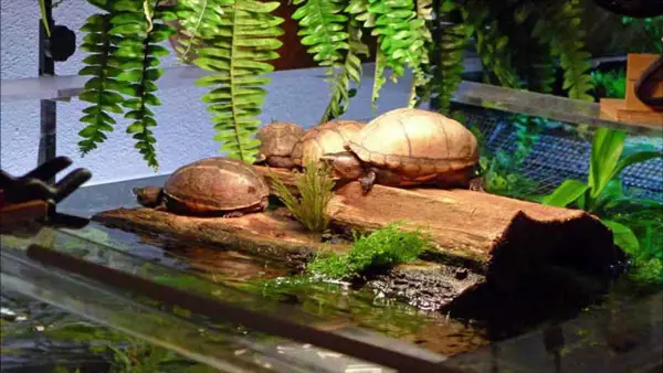 How to prevent bugs from getting in the turtle tank