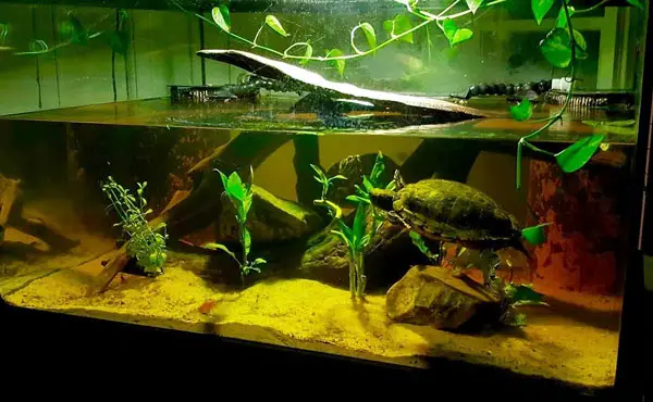 How to prevent could waiter in turtle tank