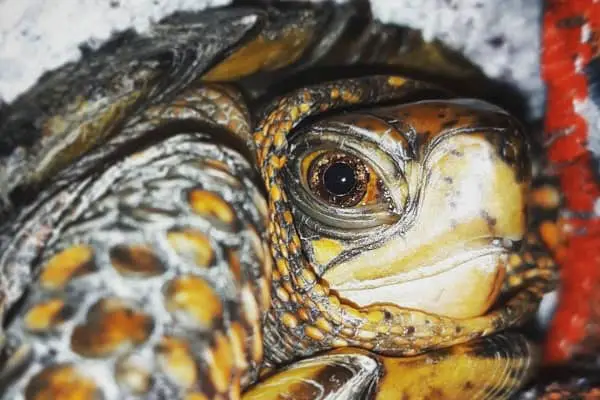 How to prevent eye infections in turtles