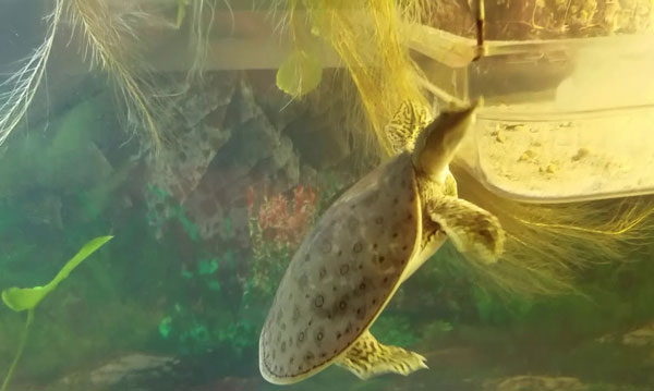 How to prevent soft shell in your turtle