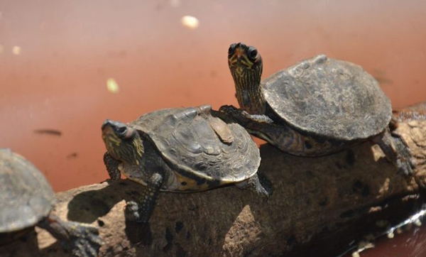 How to prevent unhealthy shell peeling in turtles
