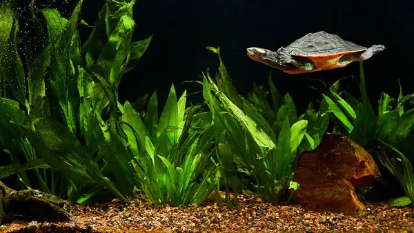 How to remove black worms from your turtle tank filter