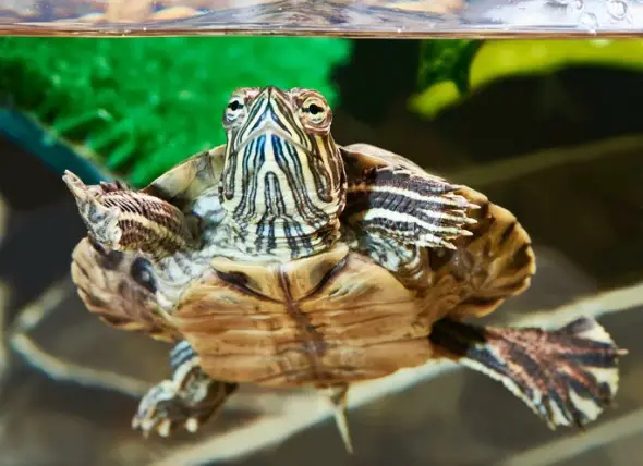 How to tell if your turtle is sick