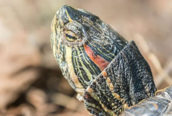 How to treat eye infection in turtles