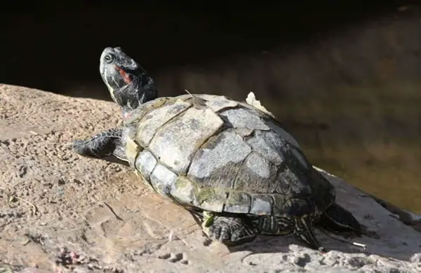 Is Turtle Shell shedding normal