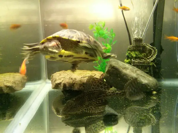 can-you-put-fish-in-a-turtle-tank-will-they-live-calmly-together