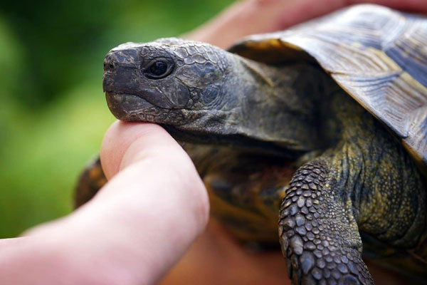 Metabolic bone disease in turtles