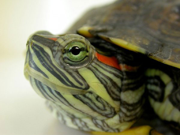 Most common turtle eye infections