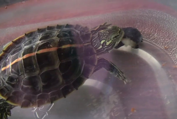 Painted Turtles Eat Blueberries