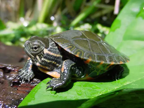 Painted Turtles Eat Flies