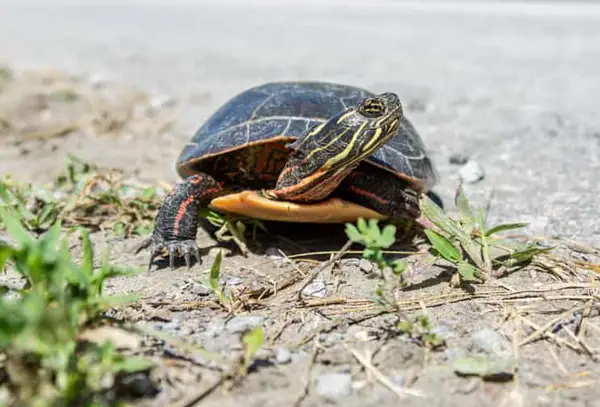 Painted Turtles Eat Potatoes