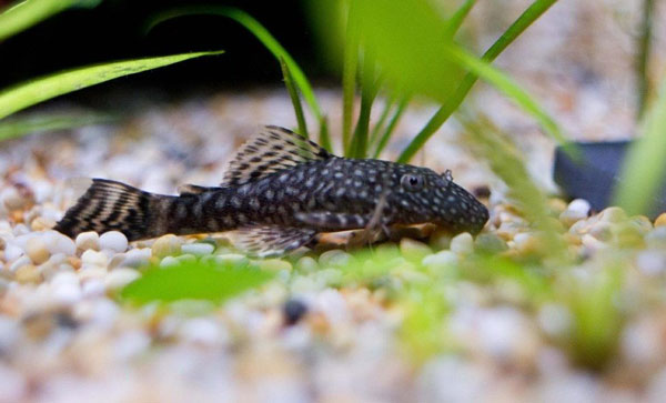 Plecos