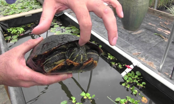 Reasons why Red Eared Slider Turtles Might Bite You