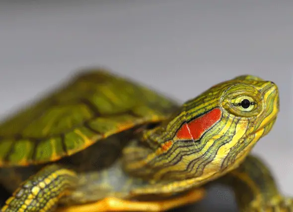 Red-Eared Slider Turtle