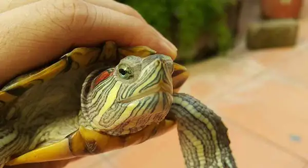 Red Eared Slider Turtle