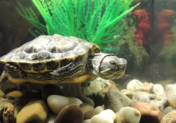 Red-Eared Slider Turtles Eat Bread