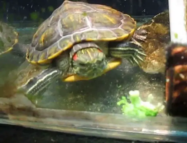 Red-Eared Slider Turtles Eat Broccoli