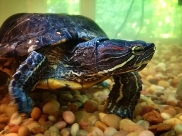 Red-Eared Slider Turtles Eat Peanuts