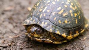 Why Is My Turtle Shell Color Fading? What To Do About It?