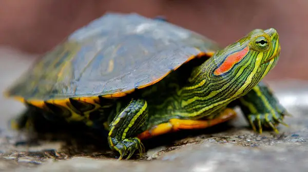 Swollen eyes in turtles