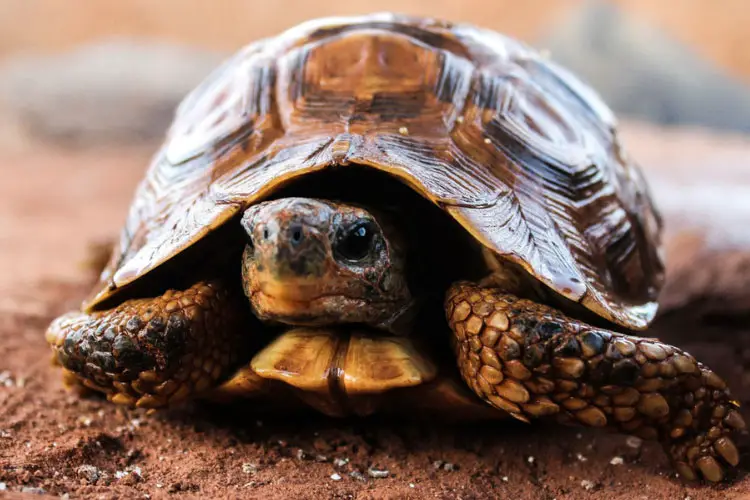 Turtle Eye Infection: Symptoms, Reasons, Solutions