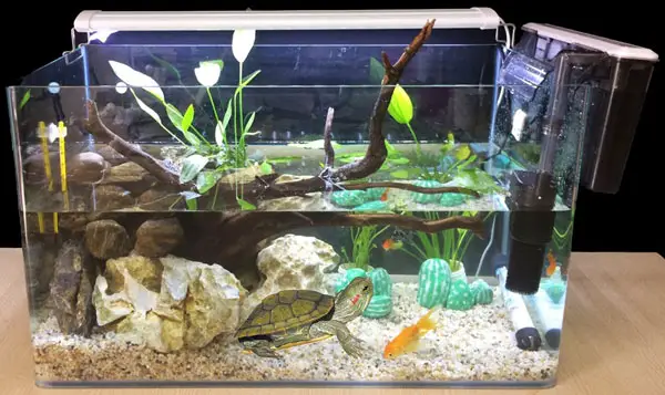 Turtle and fish aquarium setup considerations