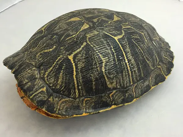 Turtle shell