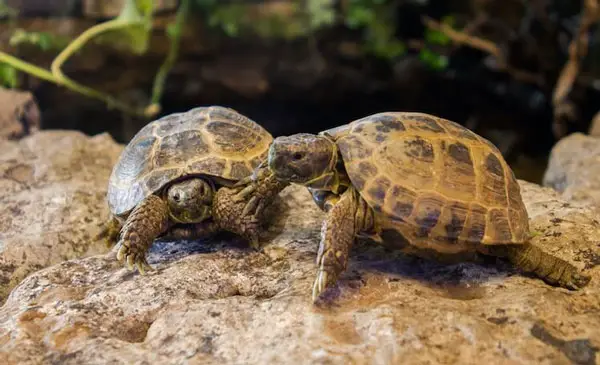 Turtles Eating Onions