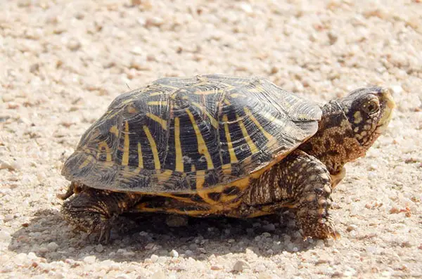 Turtles Eating Onions