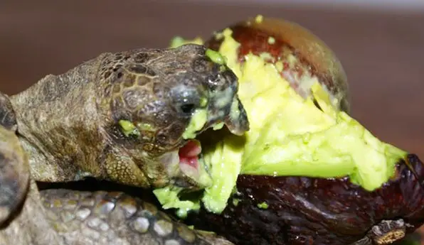Turtles Like Avocado