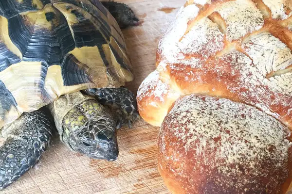 Turtles Like Bread
