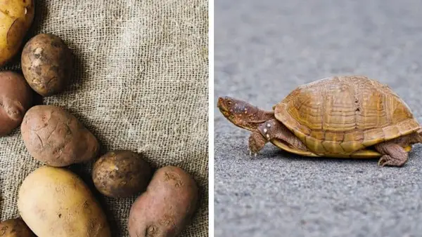 Turtles Like Potatoes