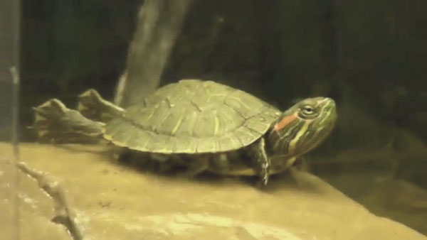 Turtles stretch out when basking