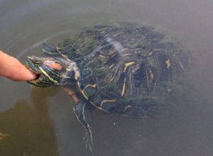 Do Red-Eared Slider Turtles Bite? If Yes, Are The Bites Poisonous?