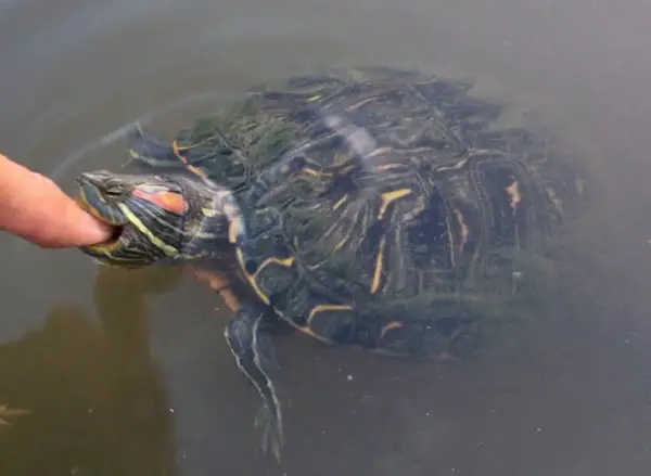 What Happens When Red-Eared Slider Turtle Bites