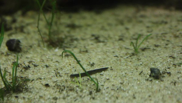 What are the little black worms in my aquarium