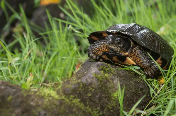 What are the most common turtle illnesses