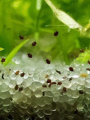 What are the tiny black bugs in turtle tank