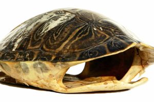 How To Preserve A Turtle Shell: A step-by-step Guide