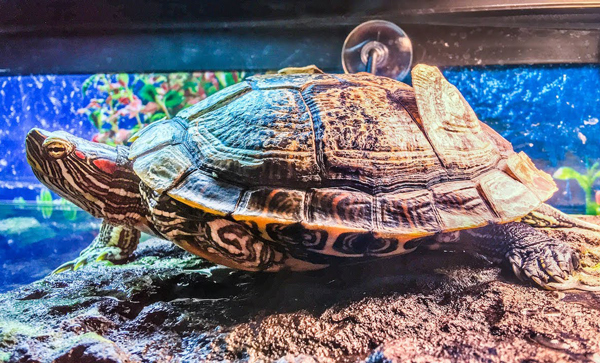 What causes unhealthy shedding in turtles