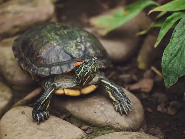 What do worms in turtle poop mean