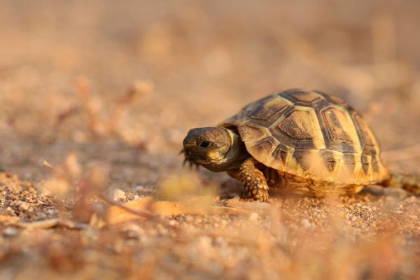 What do you do if your baby turtle won't eat