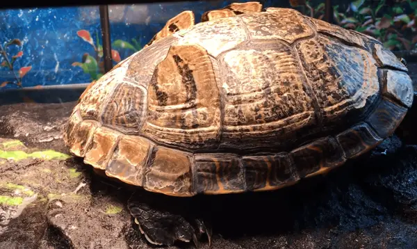 What does unhealthy turtle shell shedding look like