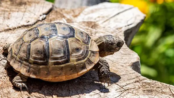 What happens if your baby turtle doesn't eat