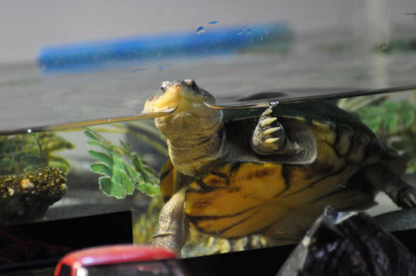 What happens to the African Sideneck turtle body if it stays out of water