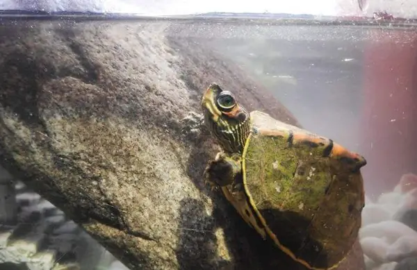 What if your turtle is not moving or eating