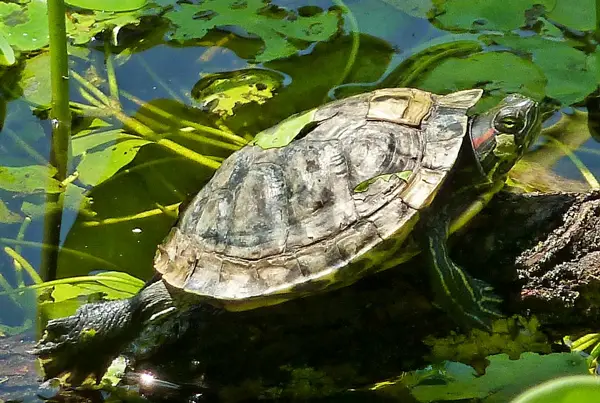 What is healthy shell peeling in your turtle