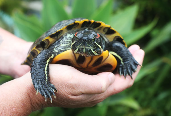 What medicine can you use to treat swollen eyes in turtle