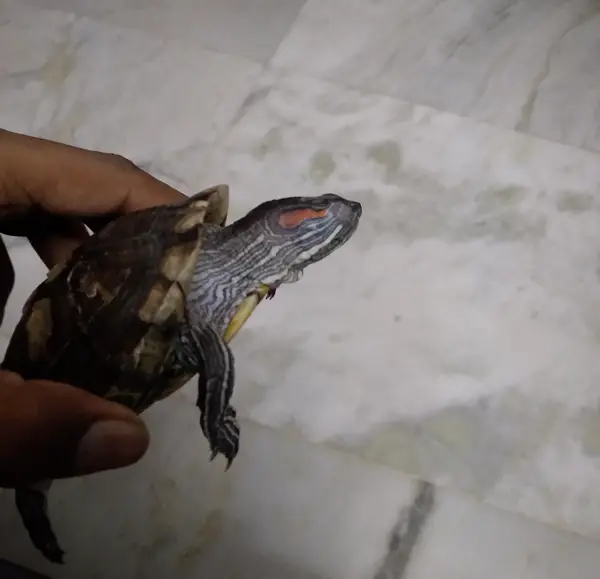 What to do if your turtle is not moving